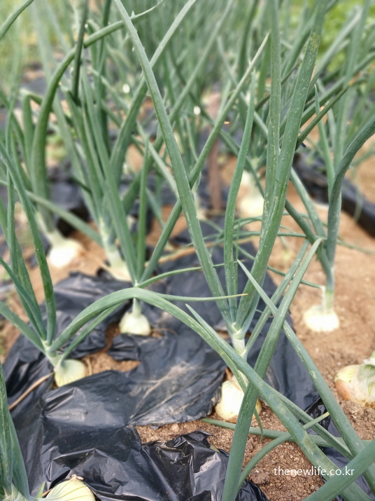 양파밭에서 재배 중인 신선한 양파, 혈액 건강과 고지혈증 개선에 도움을 주는 양파 효능