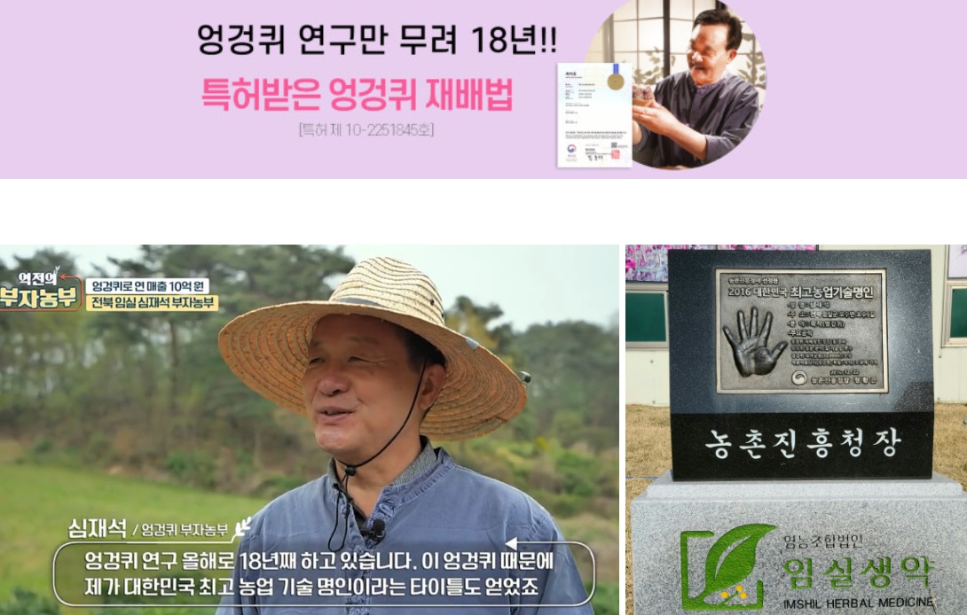 6시내고향-임실-엉겅퀴-엉겅퀴차-엉겅퀴즙