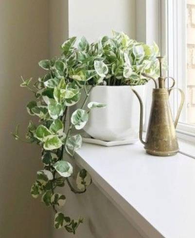 포토스(Epipremnum aureum)