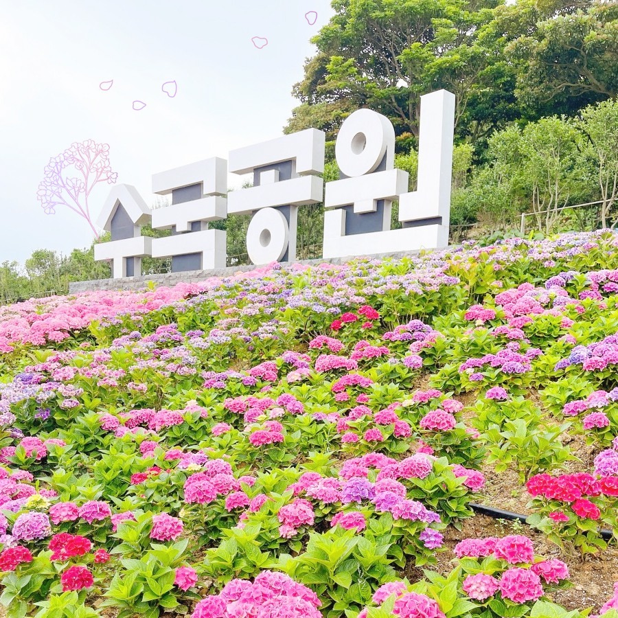 신안 섬 수국축제