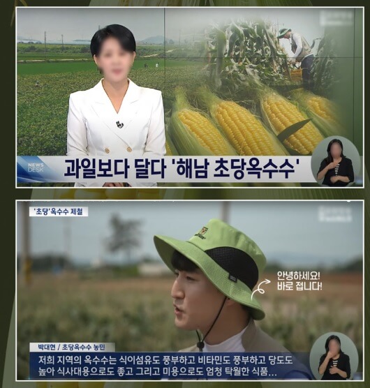 6시내고향 전남 해남 초당옥수수 주문방법 산이황금농원