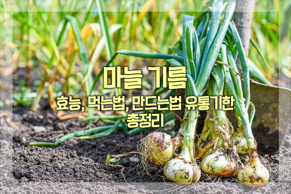 마늘&nbsp;기름 효능 먹는법 만드는법 유통기한