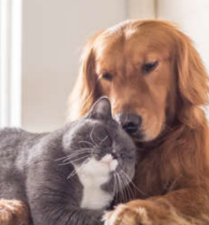 강아지와 고양이 합사 하는 방법