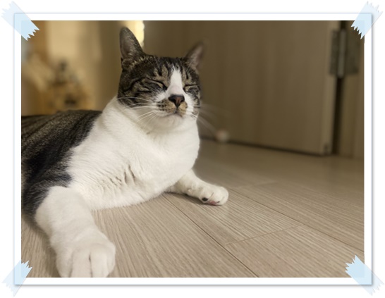 고양이-키우기-현실