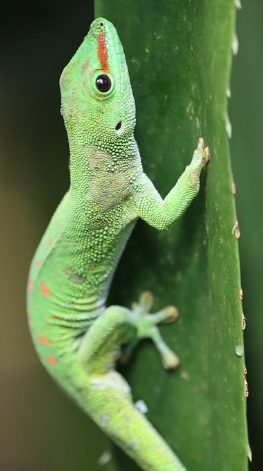 미국인이 사랑하는 파충류 반려동물