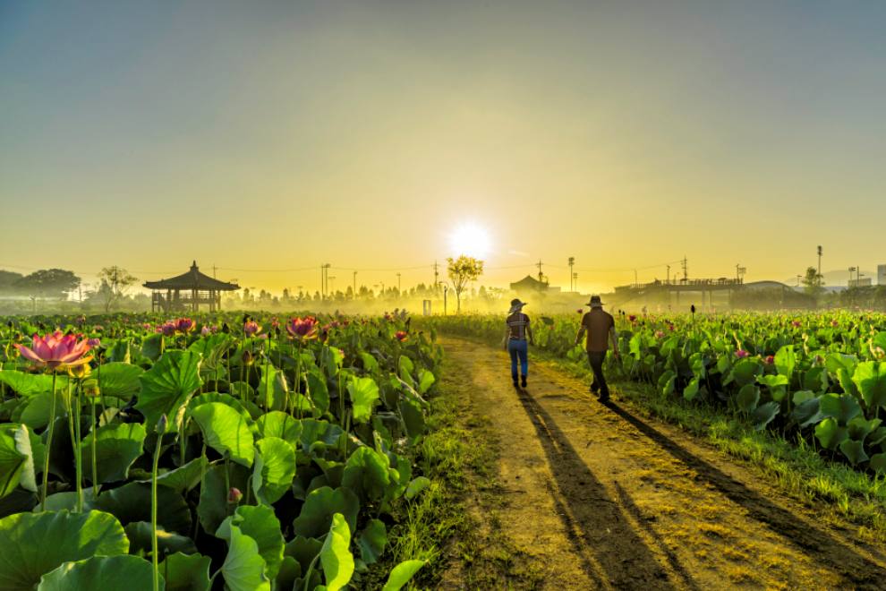 강주 해바라기 축제