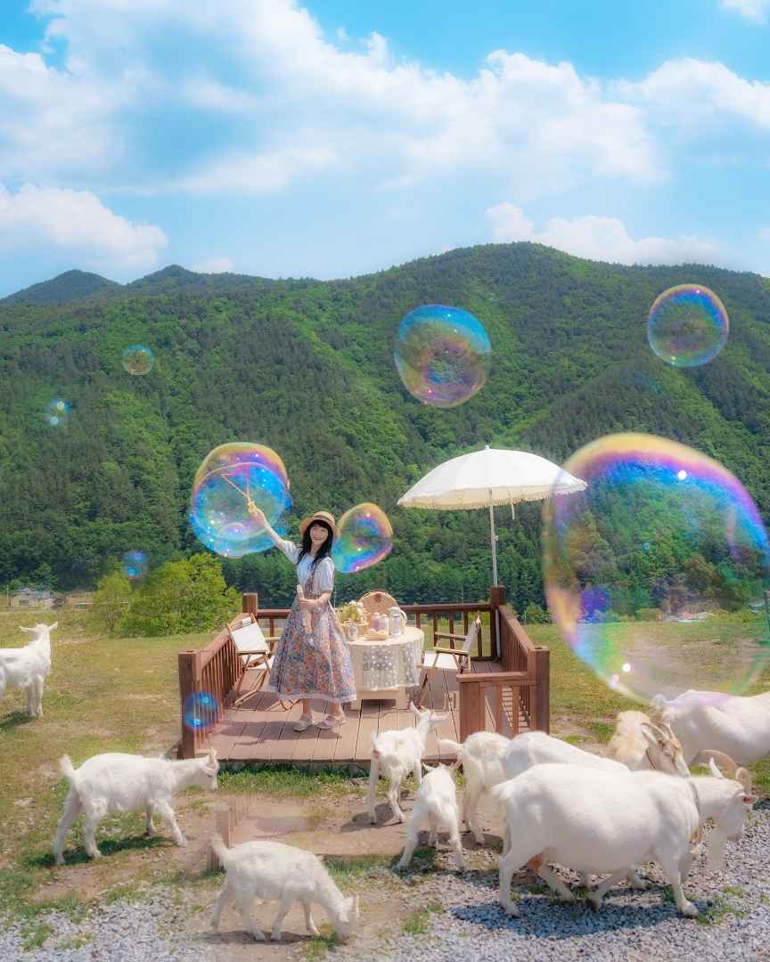 태백 몽토랑 산양목장