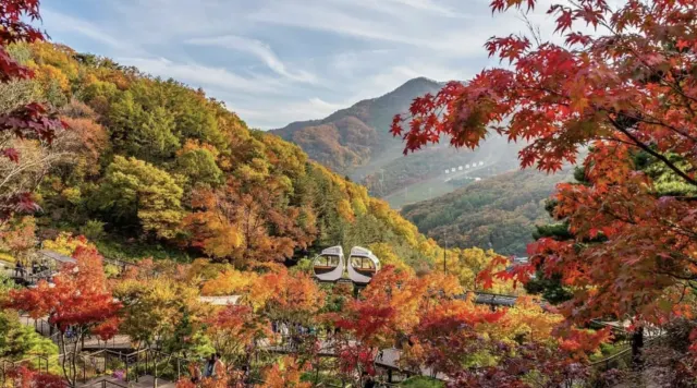 2025 화담숲 단풍 시기 완벽 가이드