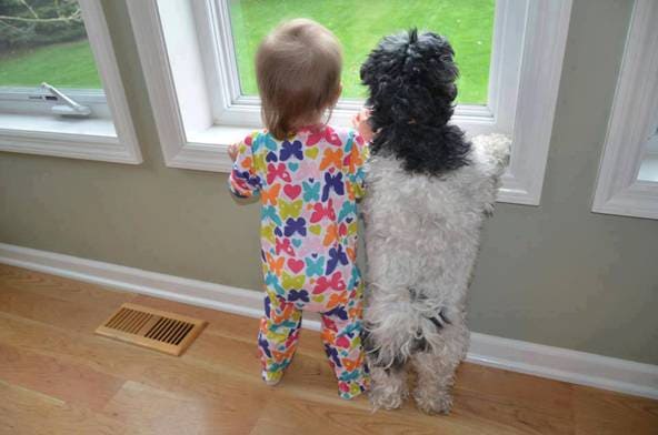 아기를 돌봐주는 댕댕이들...아기와 강아지의 프렌드쉽의 필요성 VIDEO: Why Every Baby Needs a Dog in Their Life