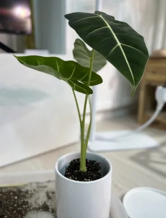 화분 노랗게 변함 원인 영양부족 과습해결 비료주기 조절 방법_11