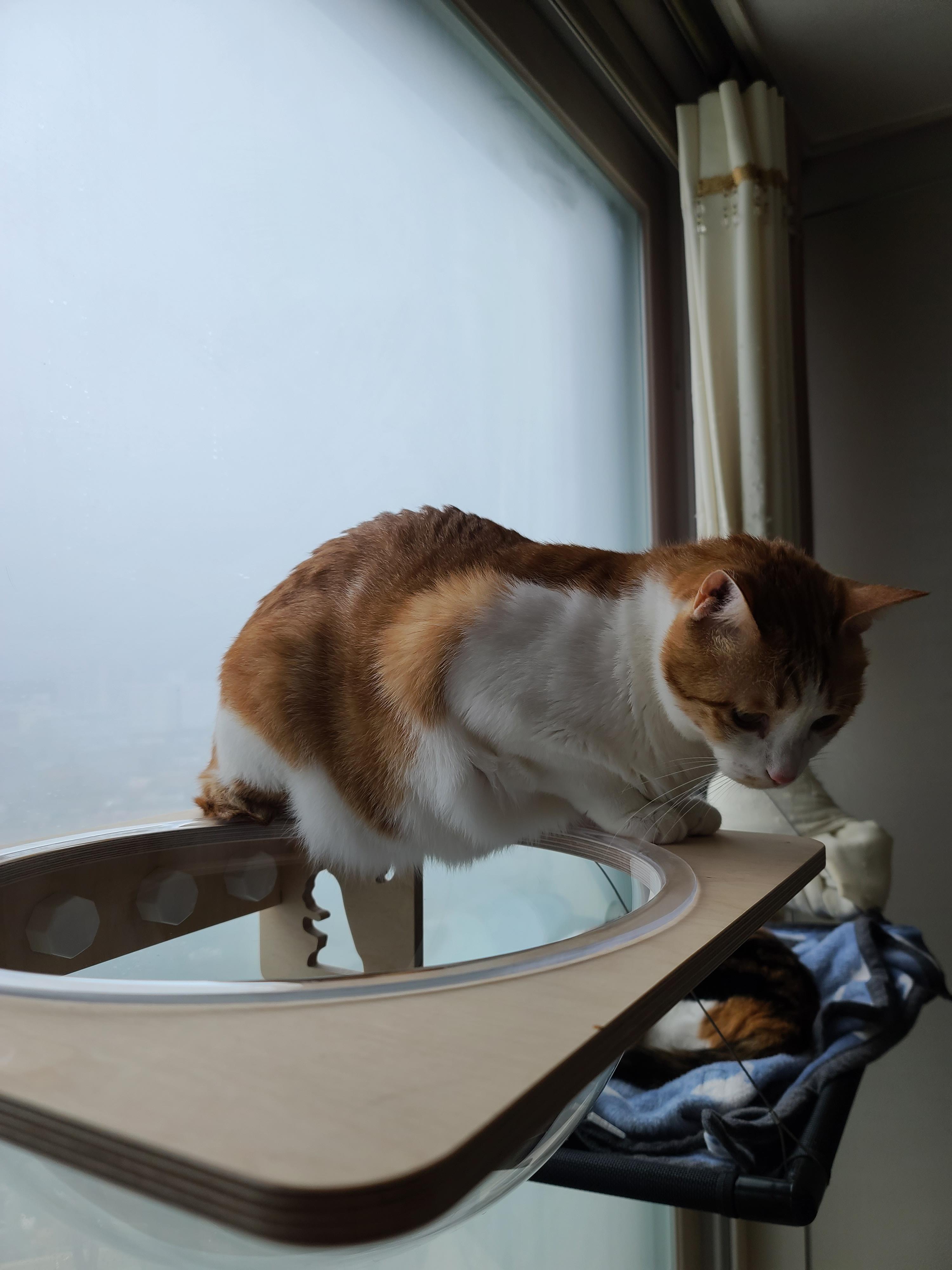 조심성 많고 소심한 막둥이의 캣볼 탐험기!! 결국 막둥이는...