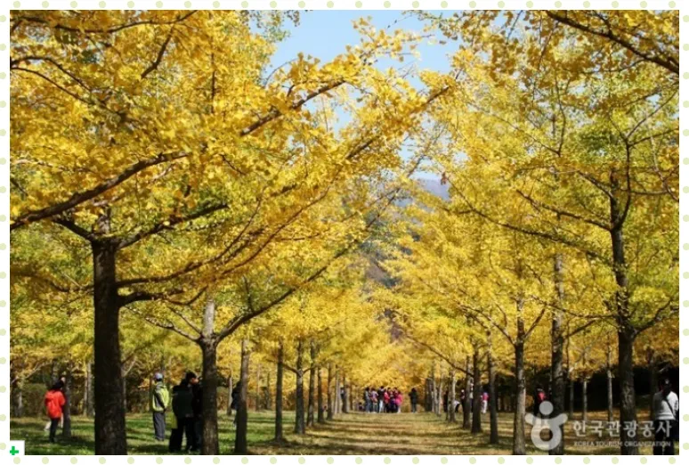 홍천 은행나무 숲