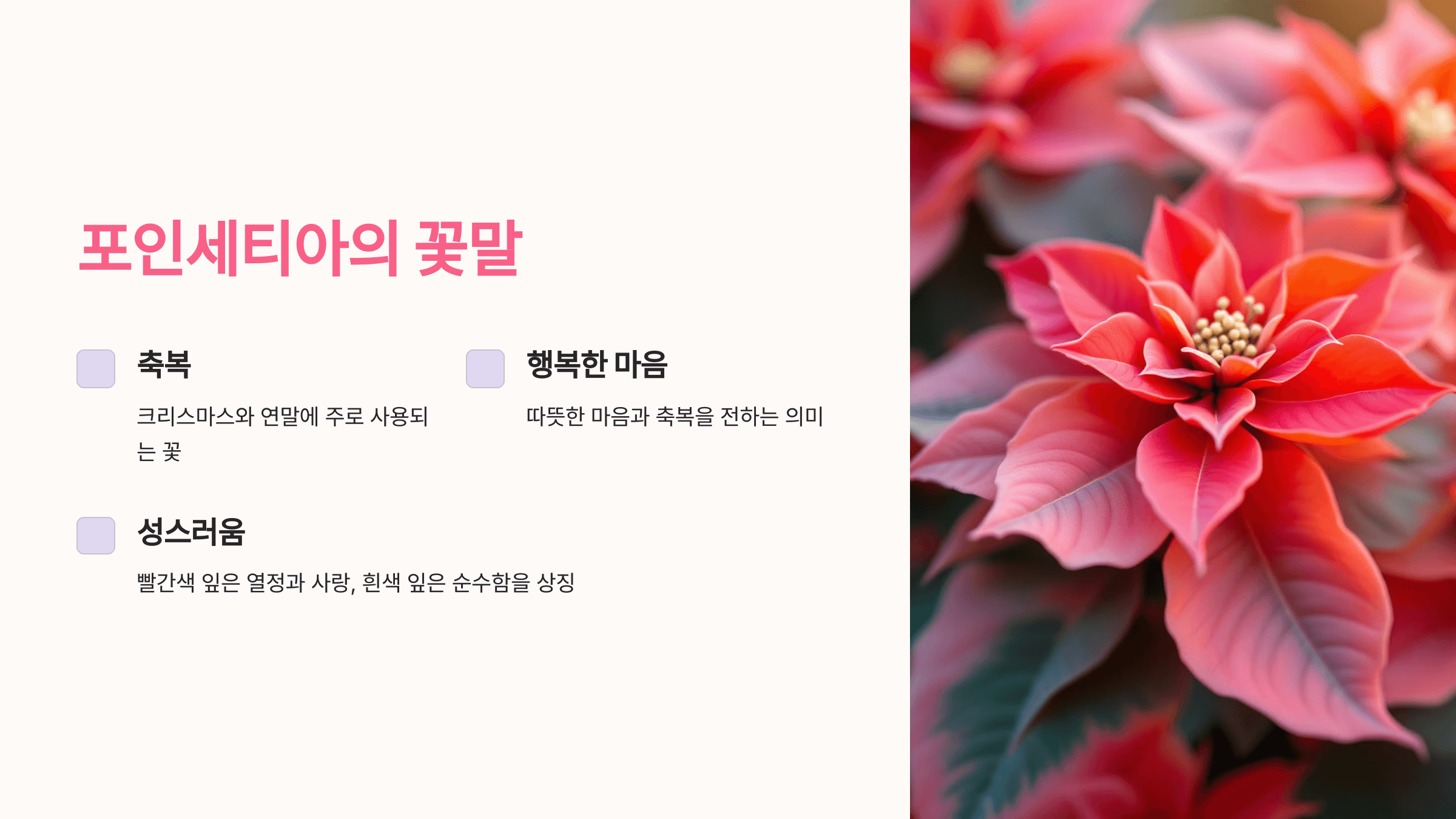 포인세티아 사진입니니다.