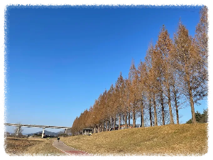 공주 메타세콰이어길