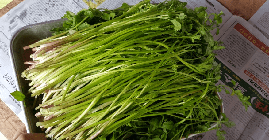 돌마니라 사진 - 22