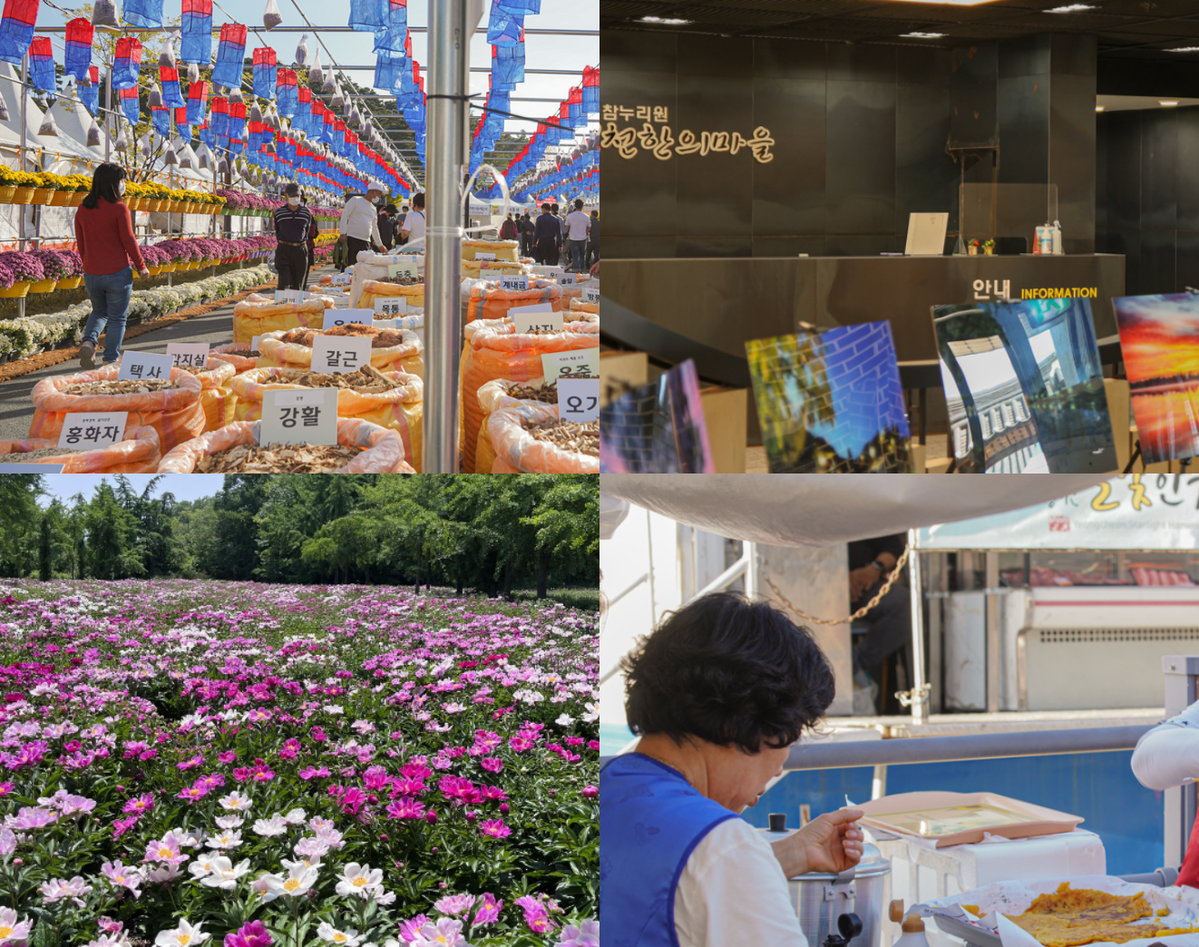 영천 작약꽃 축제