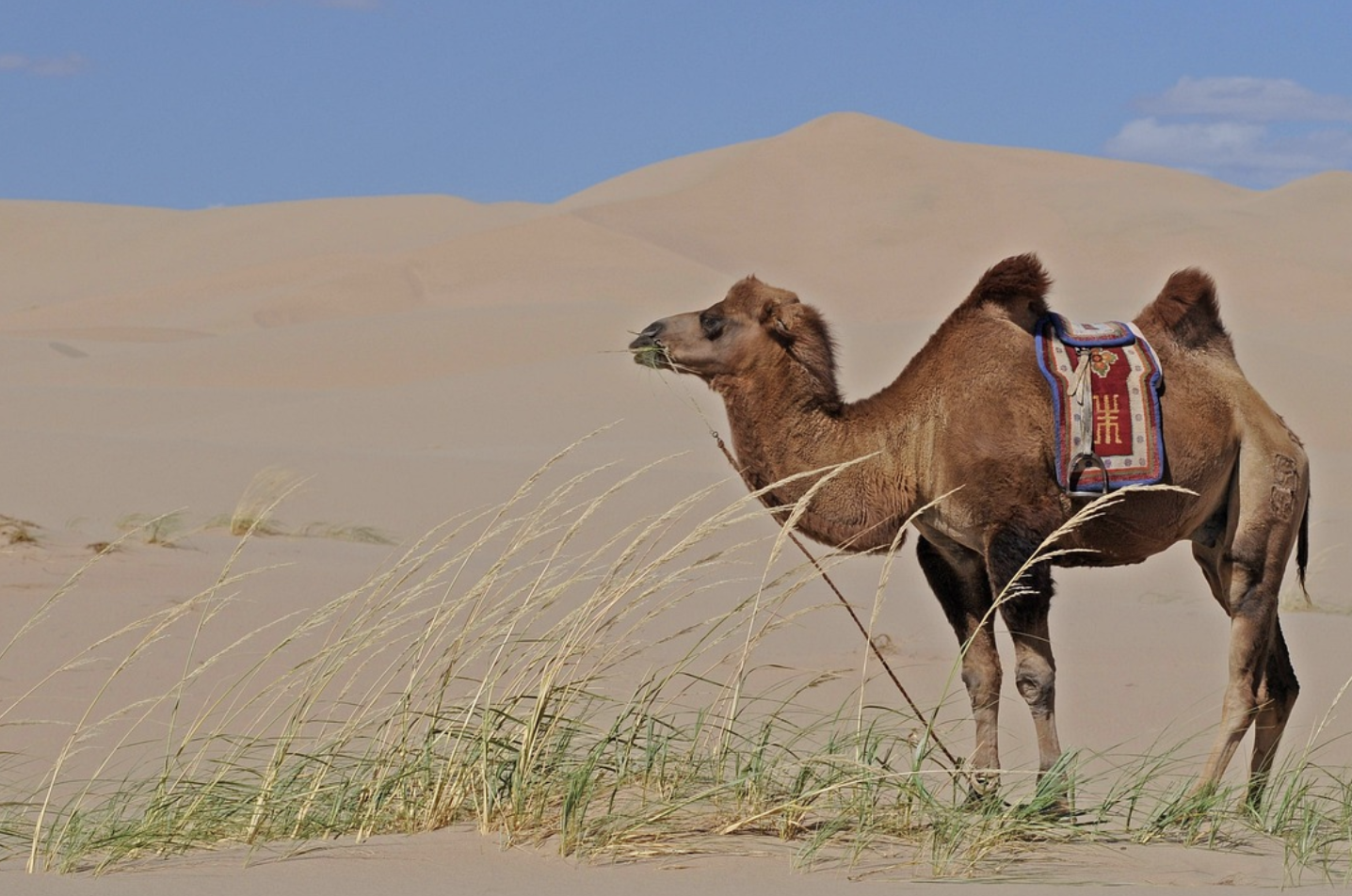 사막여행 관련 사진