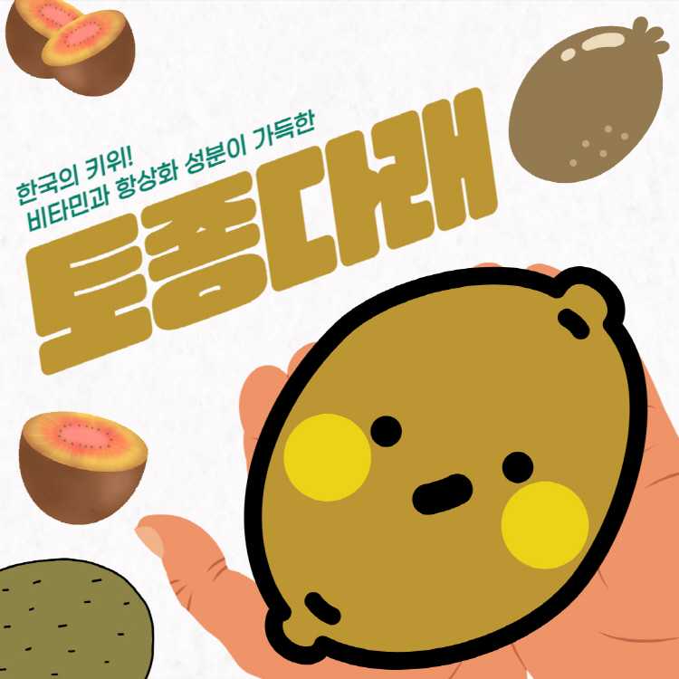 토종 다래 효능 수확시기 먹는법 완벽정리(+다래효소 효능, 다래주 효능)