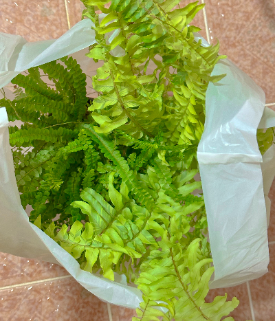 무늬보스톤고사리 분갈이