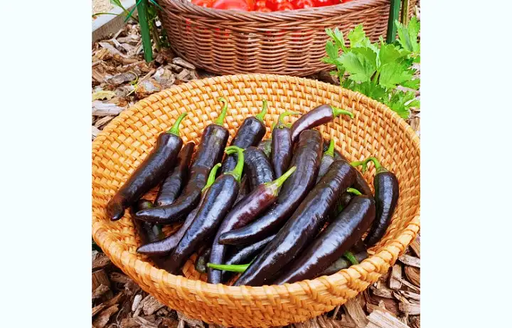 6시내고향 경남 밀양 보라빛 안토시아닌 가득 가지고추 파는 곳 전국 택배 온라인 전화 주문 추천 