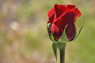 곡성세계장미축제