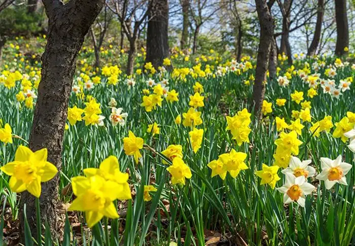 화담숲-예약하기-봄시즌-오픈-예매-입장료