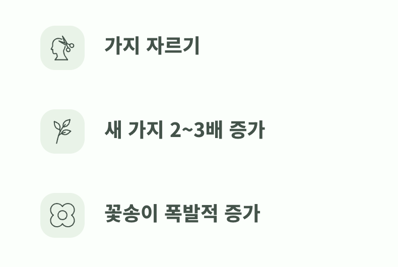 가지치기가 주는 또 다른 선물
