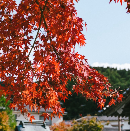 붉게 물든 단풍 나무잎