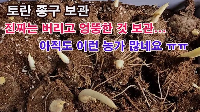 토란 재배 종자구 선택 고랑 관리 습도 조절_5