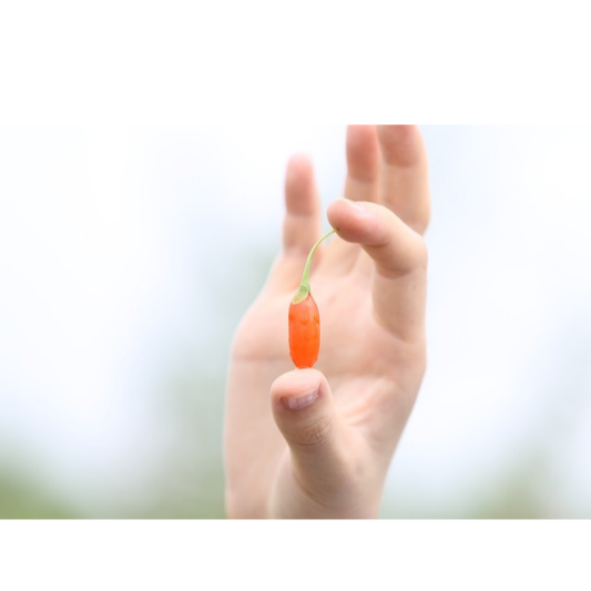 구기자 효능 7가지와 부작용 섬네일