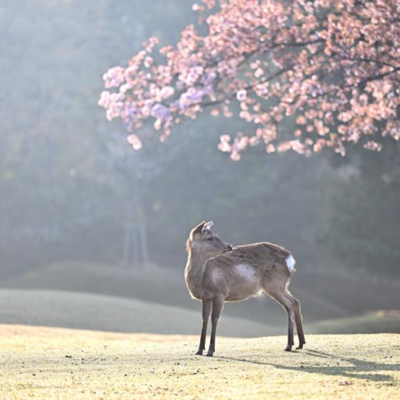 벚꽃명소