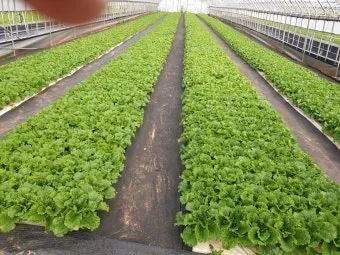 상추 재배 모종활착 일조량 관리 잎따기 방법_7