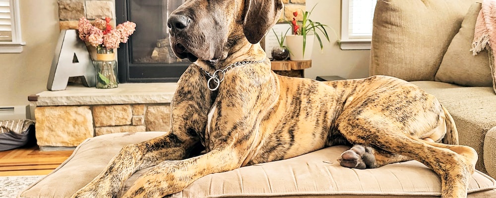 강아지 발바닥 핥기 4