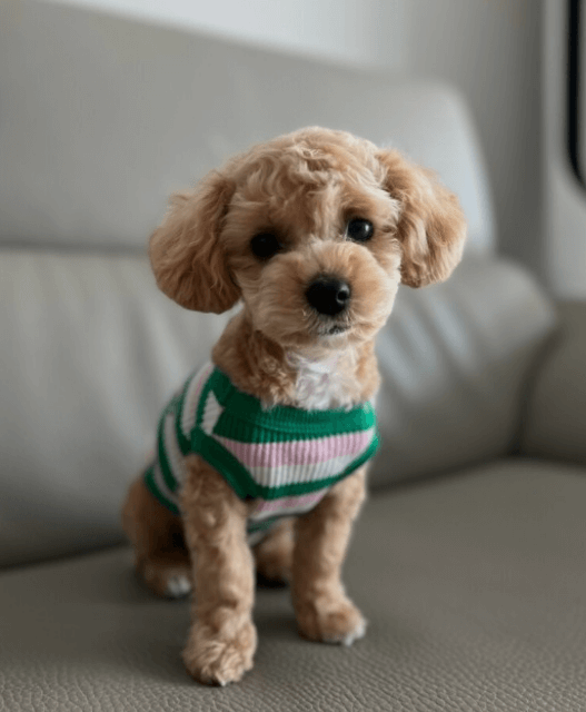 진짜 토이 푸들 구별하는 방법