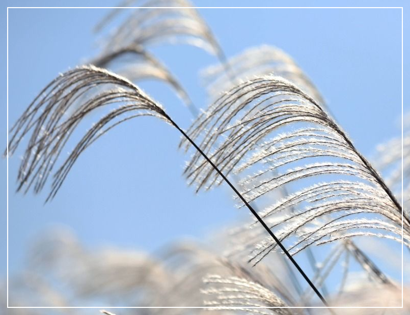 서울-억새축제-상암동-5