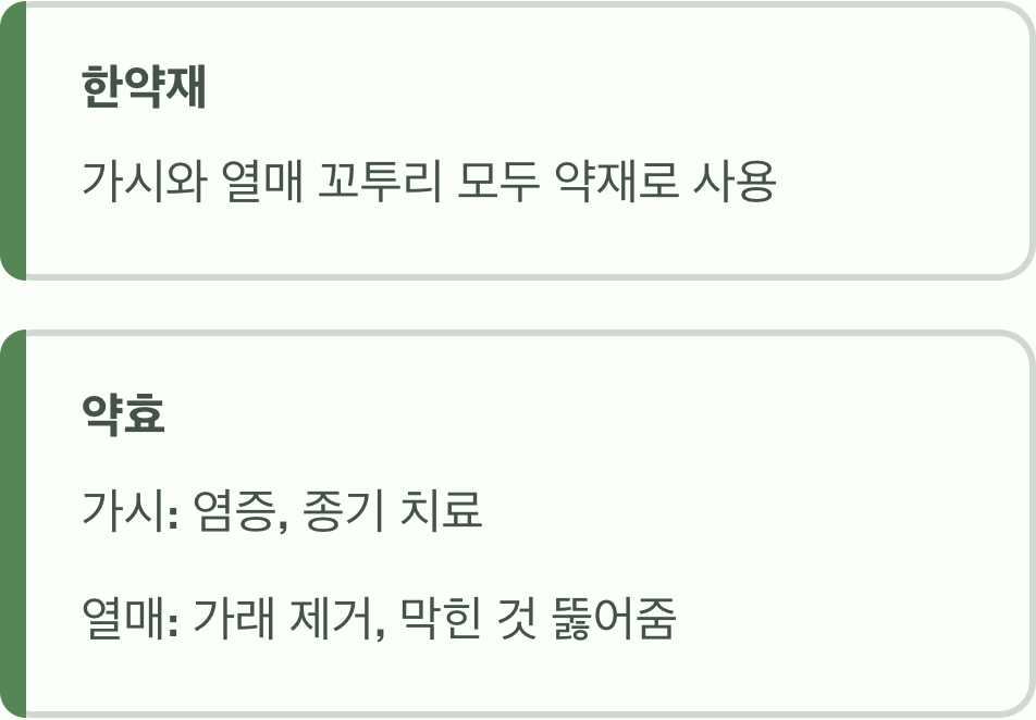 &amp;#39;조각자나무&amp;#39;라는 또 다른 이름