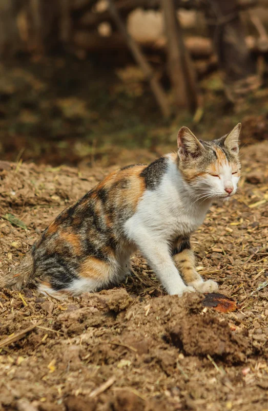 길고양이 건강 체크