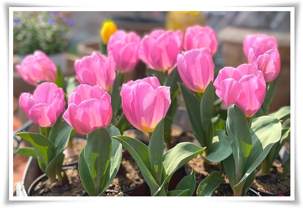 "튤립" 매력적인 봄의 대표적인 꽃, 튤립의 매력!