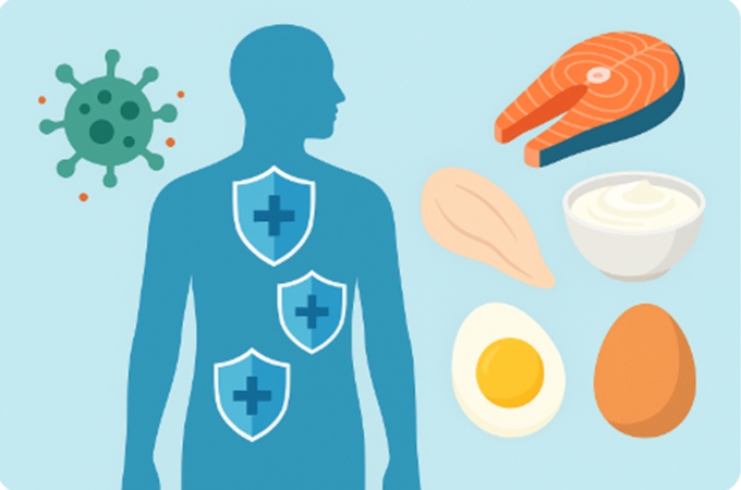 단백질 식품(연어, 달걀, 요거트, 닭가슴살)이 면역 방패로 표현된 인체 주변에 배치된 면역력 상징 일러스트.