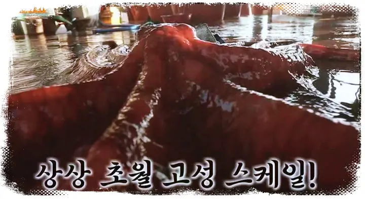 식객 허영만 백반기행 류진 낚시로 잡은 참문어 대문어 요리 문어숙회 문어전 문어초회 문어 국밥 강원도 고성 맛집 소개
