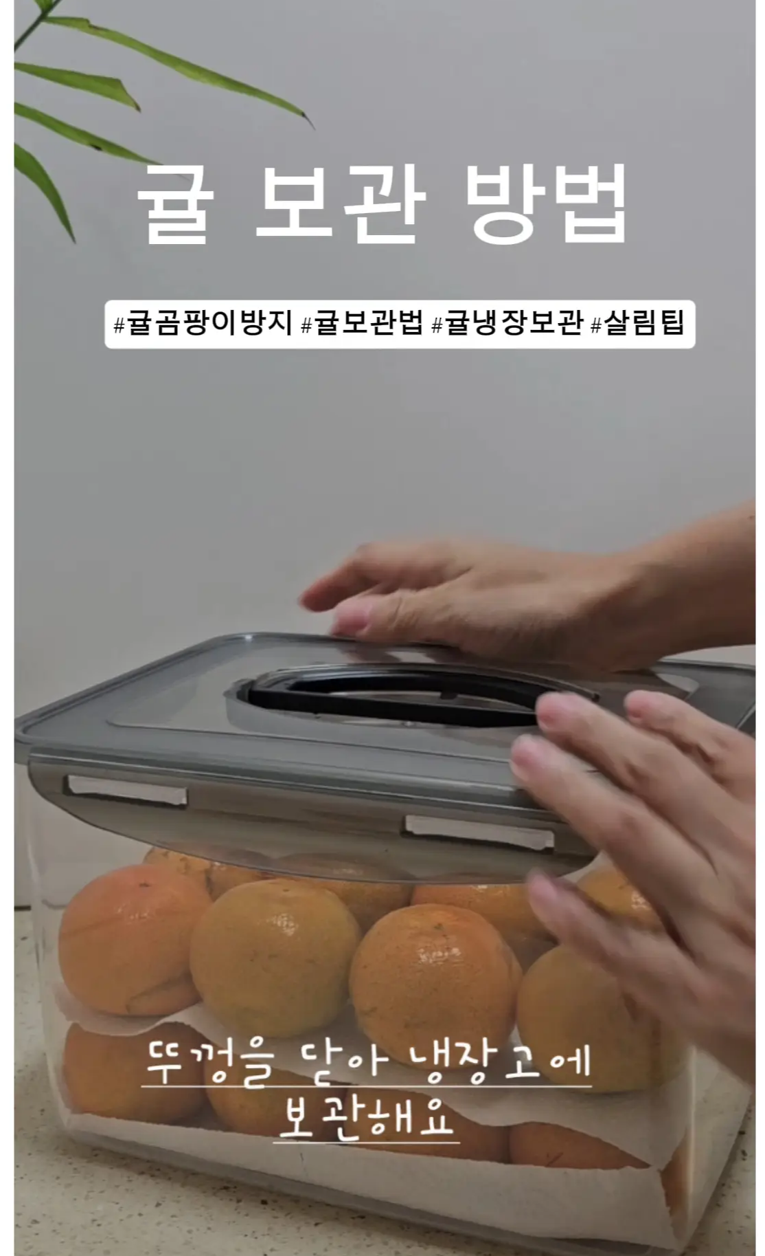 귤냉장보관시-꾸껑이-있는-통에-담아-보관한다