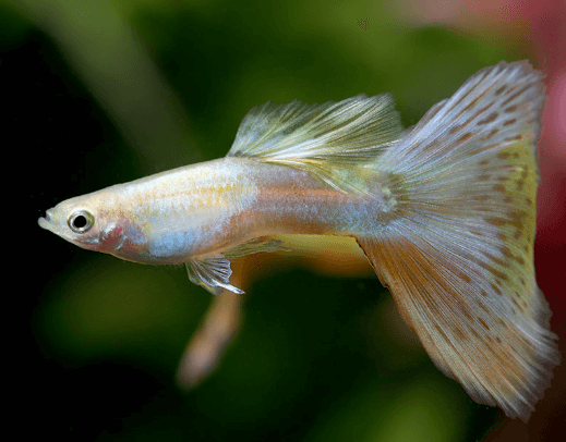 구피 질병 증상(백점병&amp;#44; 마우스펑기&amp;#44; 솔방울병 등)