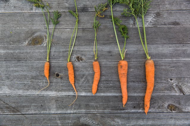 당근-크기별로-나열되어-있다.