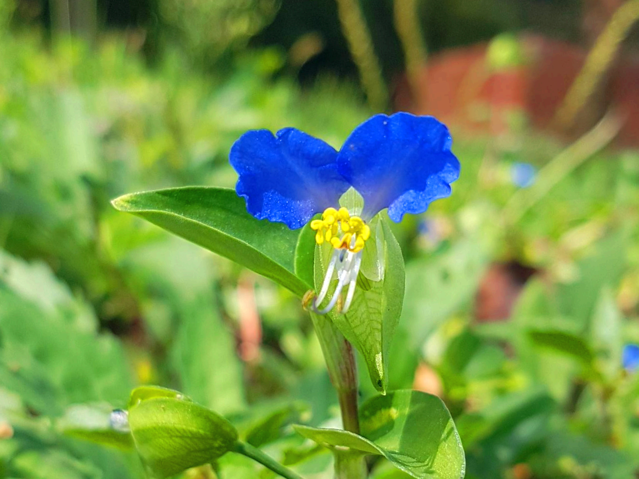 닭의장풀을 잡초로 뽑기 전 멈칫하게 된 이유|하루만 피는 꽃이 남긴 판단