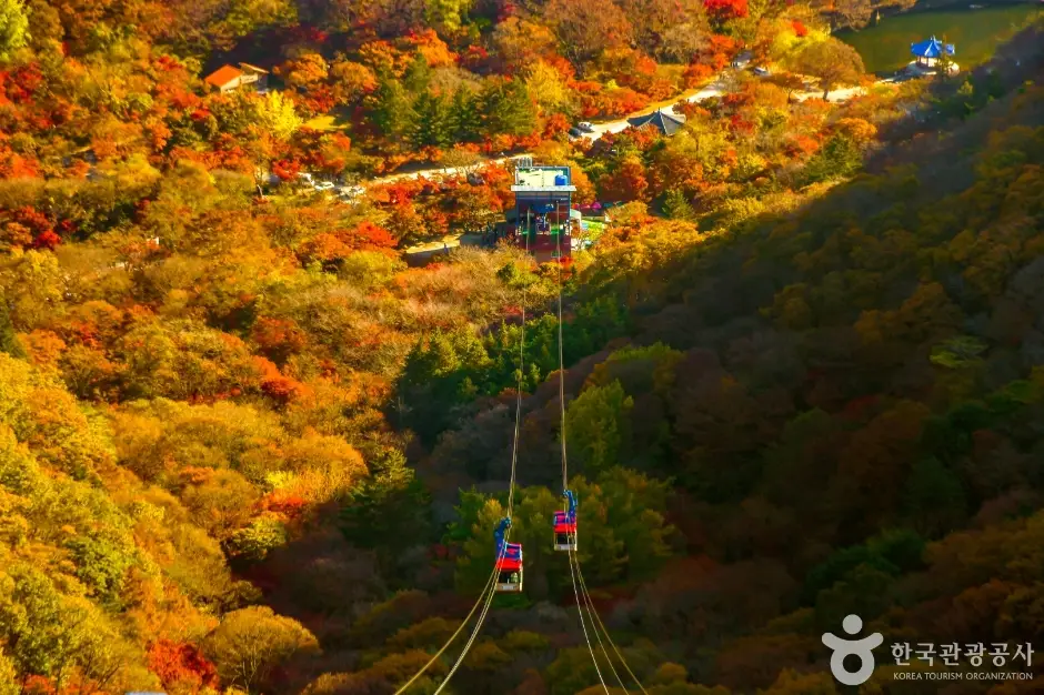 내장산 케이블카 예약