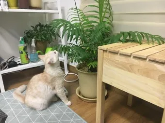 고양이에게 안전한 식물_13