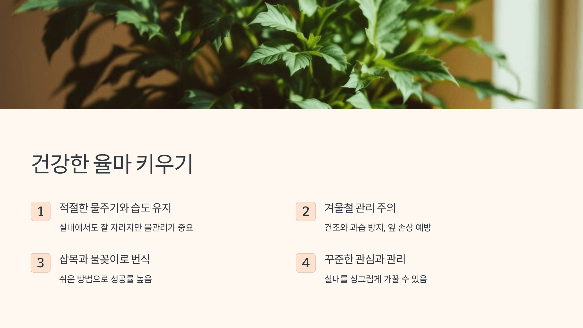 율마와 관련된 사진입니다.