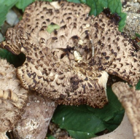 능이버섯 채취시기