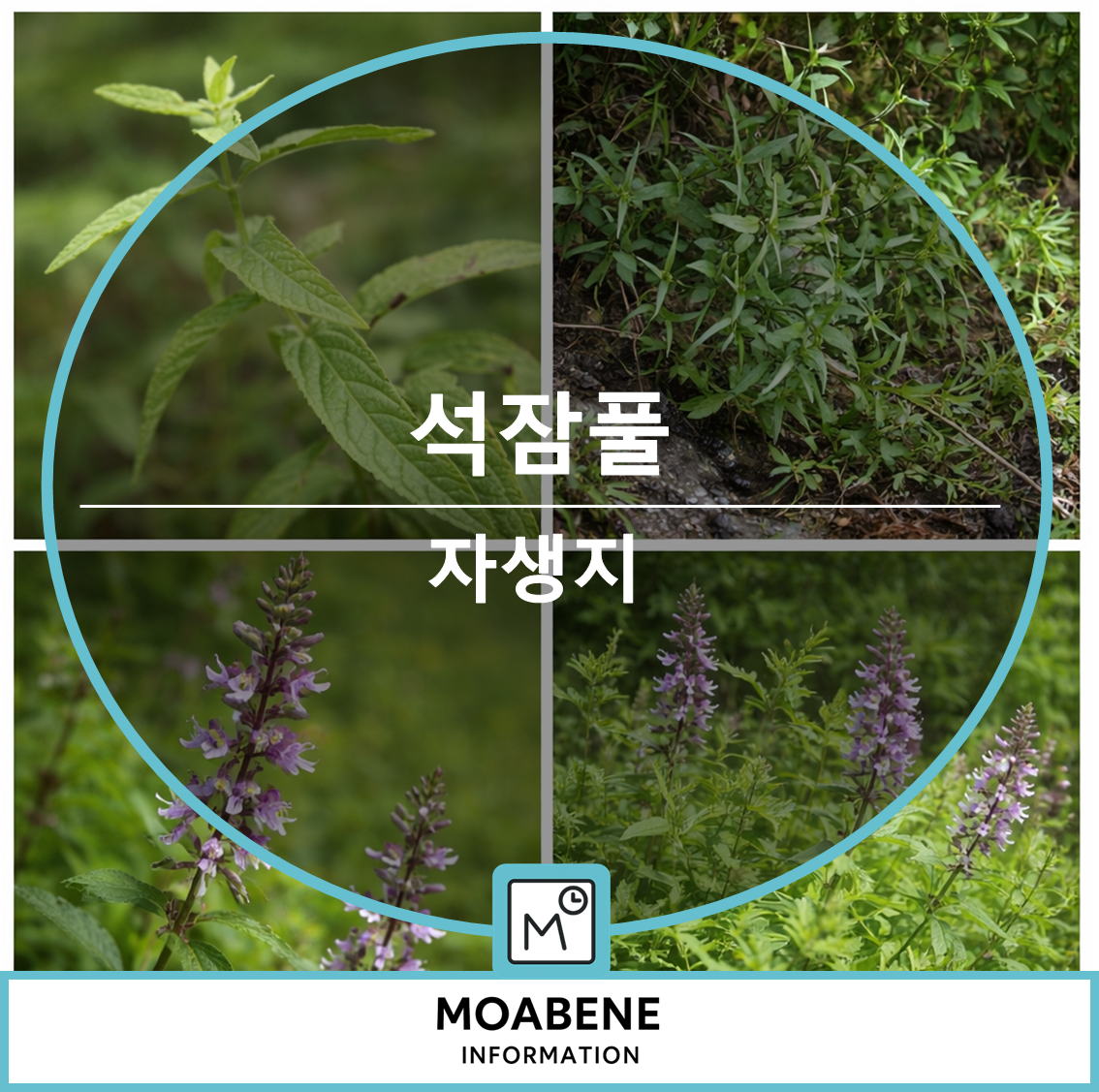 석잠풀 특징과 먹는 법, 자생지, 활용 정보까지 한눈에 보기