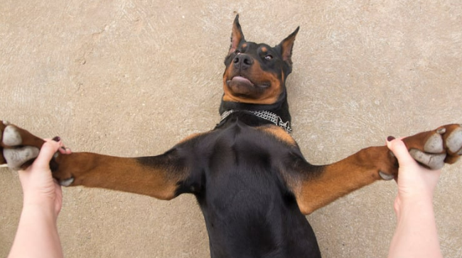 도베르만 성격, 털빠짐 질병 등 완벽 정리